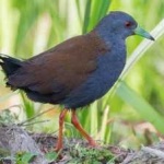 image of bird