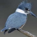 image of bird