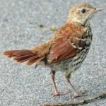 image of bird