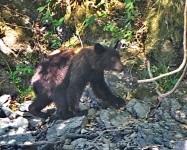 image of animal