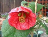 image of flower