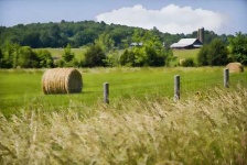 image of hay