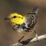 image of bird