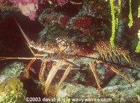 image of spiny_lobster