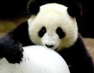 image of giant_panda