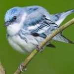image of bird