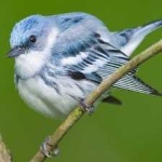 image of cerulean_warbler #18