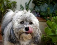image of animal