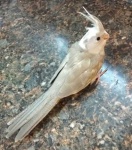 image of cockatiel