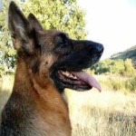 image of german_sheperd #27