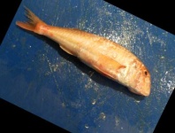 image of fish