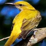 image of bird