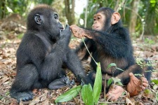 image of chimpanzee