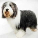 image of animal