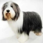 image of bearded_collie #27