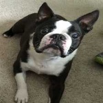 image of animal