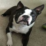 image of boston_terrier #5