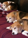 image of english_foxhound