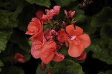 image of geranium #15