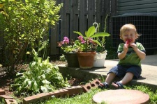 image of ice_lolly