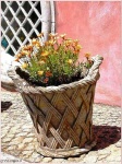 image of pot