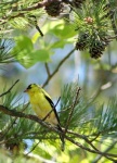 image of goldfinch