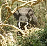 image of tusker