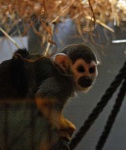 image of squirrel_monkey