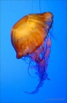image of jellyfish