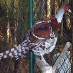 image of bird