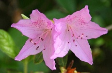 image of flower
