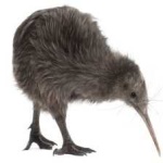 image of bird