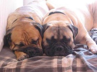 image of bull_mastiff