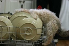 image of dishwasher