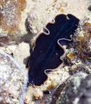 flatworm