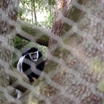 image of colobus #16