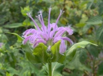 image of flower