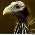 image of bird