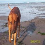 image of animal