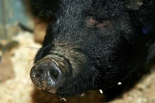 image of wild_boar