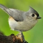 image of bird