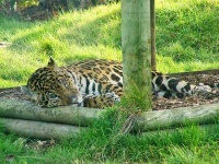 image of jaguar_car