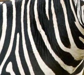 image of texture