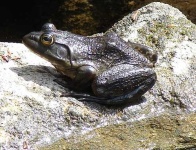 image of bullfrog