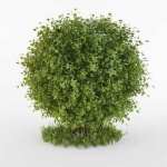 image of bush