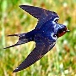 image of bird