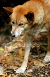 image of dingo