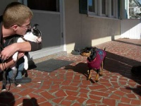 image of miniature_pinscher