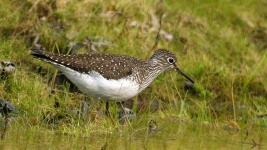 image of animal