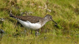 image of sandpiper #33